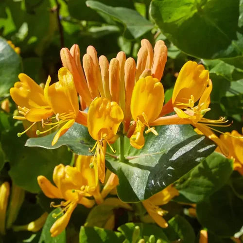 Lonicera ''Tellmaniana'' (Mana Maicii Domnului)