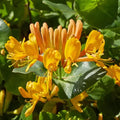 Lonicera ''Tellmaniana'' (Mana Maicii Domnului)