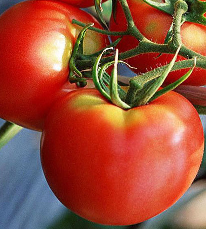 Seminte de Rosii Buzau 22  0,2g