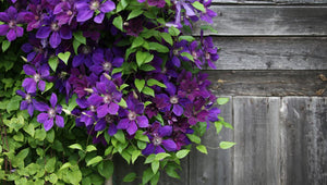 Clematis "Warzawska Nike " la Ghiveci, 1 Bucata