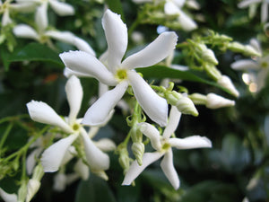 Iasomie Trachelospermum  (Rhyncosp) Jasminoides, la Ghiveci de 8L, 175/200 cm, 1 Bucata