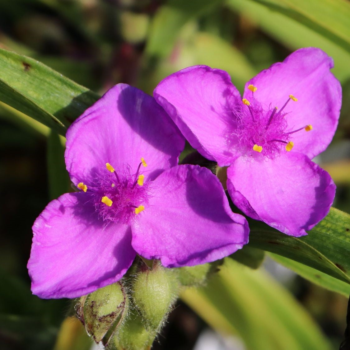 Tradescantia "Karminglut" (Telegraf)