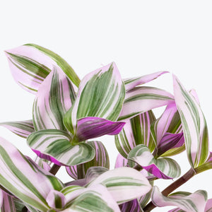 Tradescantia albiflora 'Nanouk' la ghiveci, 1 Bucata /pachet