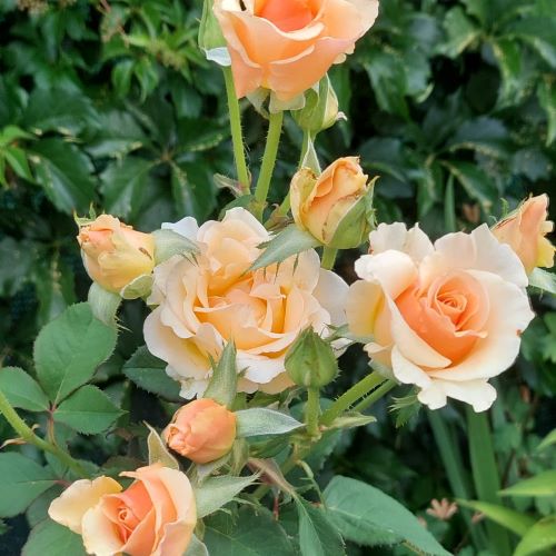 Trandafir Butas Teahibrid "Avalanche Peach", 1 Bucata