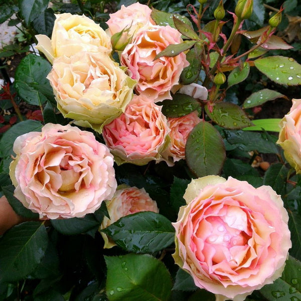 Trandafiri Butasi Teahibrizi - Jalitah - 1 buc