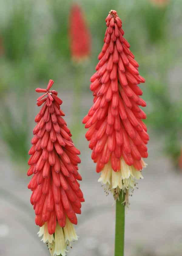 Bulbi de Kniphofia "Amazing Fun", Crinul Faclie, 1 Bucata