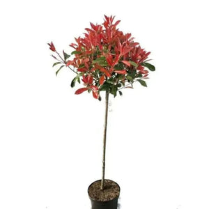 Photinia Fraseri Red Robin Tip Copac , la Ghiveci de 45L, 180 cm, 1 Bucata