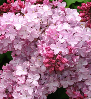 Liliac Syringa Vulgaris "Esther Staley", 1 Bucata