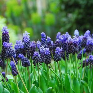 Bulbi de Muscari "Latifolium", 5 Bucati