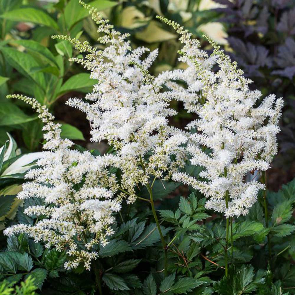 Astilbe Alb, 1 Bucata