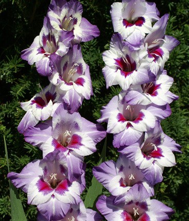 Bulbi Gladiole - Vista - 5 buc