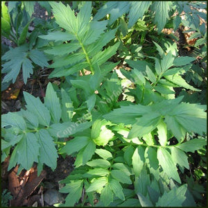 Seminte de Valeriana, 1 gr