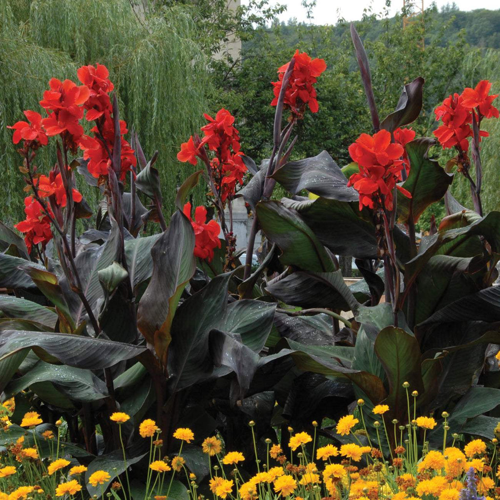 Van-Zyverden-Canna-Black-Knight-Dormant-Flower-Bulb-Full-Sun-6-hrs-Red_a6e67c73-407a-44a8-86e3-132e867cec00.f22e3d51d59a6f07a10fa12d6601aa1d - Fitza Florilor