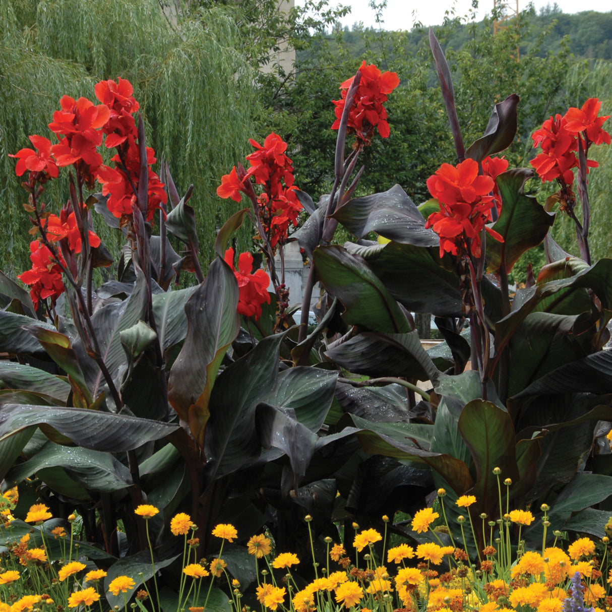 Bulbi de Canna "Black Knight", 1 Bucata