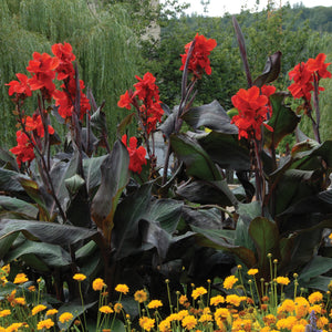 Bulbi de Canna "Black Knight", 1 Bucata