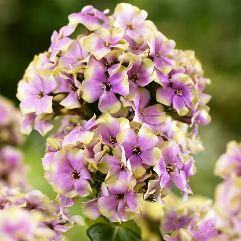 Bulbi Phlox - StarBurst - Brumarele - 2 Bucăți