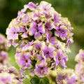 Bulbi Phlox - StarBurst - Brumarele - 2 Bucăți