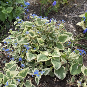 Nu-ma-uita Brunnera Macrophylla Variegata