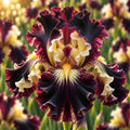 Bulbi Iris Germanica - Estrella