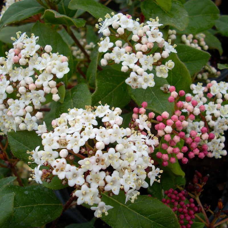 Plante Ornamentale - Viburnum - Gwenllian
