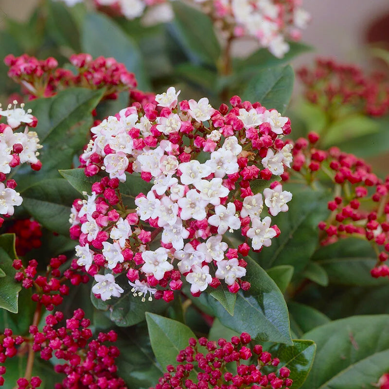 Plante Ornamentale - Viburnum - Gwenllian