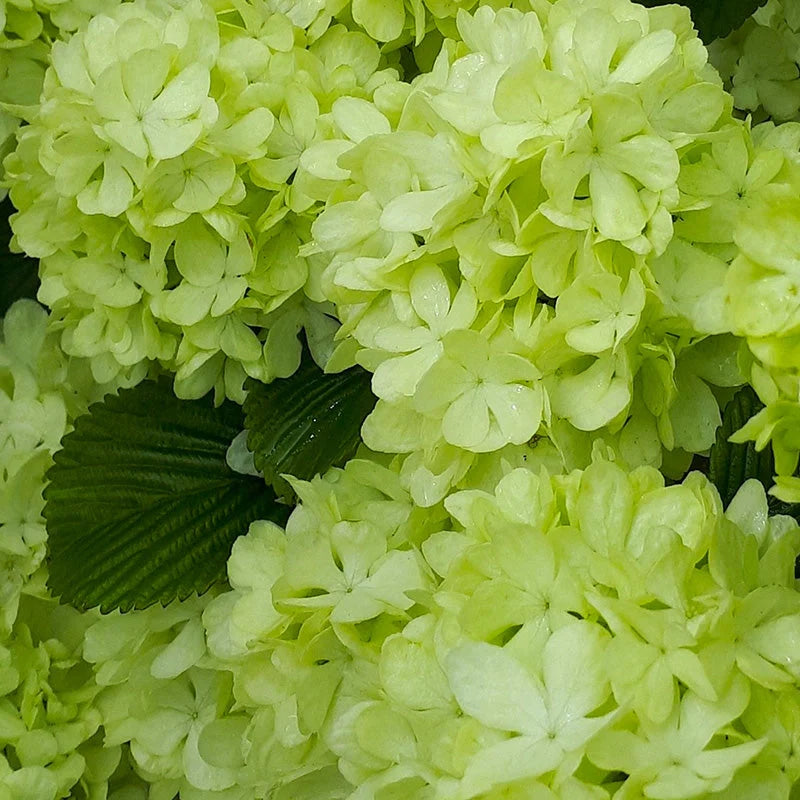 Viburnum - Magical Spring Glory