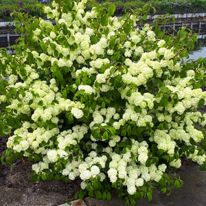 Plante Ornamentale - Viburnum - Magical Spring Glory