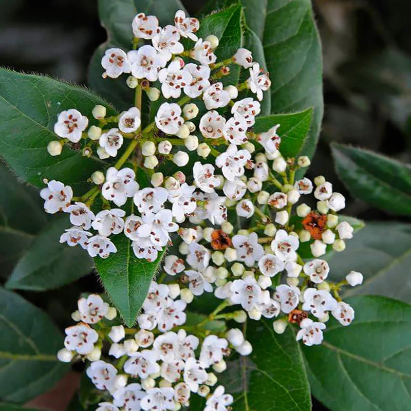 Viburnum - Tinus