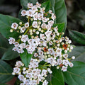 Viburnum - Tinus