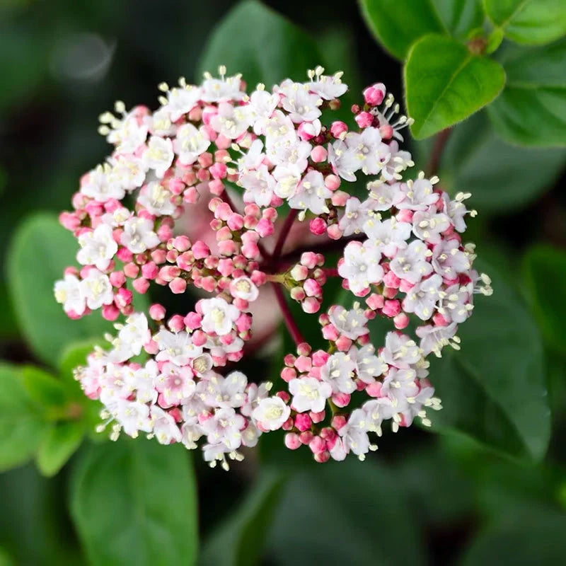Viburnum - Tinus
