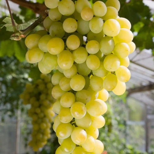 Viță de Vie de Masă "Muscat de Poloskei", la Ghiveci