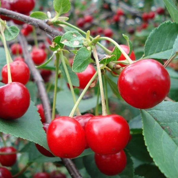 Vișin - Crisana - Anul 3