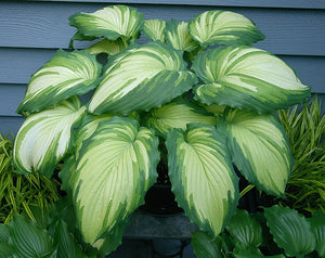 Bulbi de Hosta "War Paint", 1 Bucata