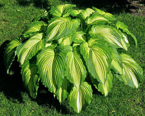 Bulbi de Hosta "War Paint", 1 Bucata