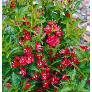 Weigela Rosie,la Ghiveci de 3L, 1 Bucata