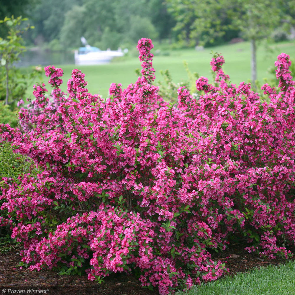 Weigela Roz ,la Ghiveci de 3L,1 Bucata