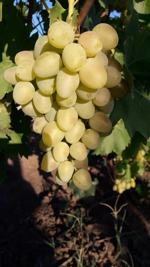 Butaș Viță de Vie de Masă "Belgrad Seedless", 1 Bucată