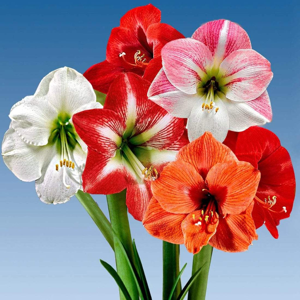 WhatsAppImage2024-01-31at08.32.48_7bd13f05-c00b-4c29-8425-1a2f4d2a5fc6 - Fitza Florilor