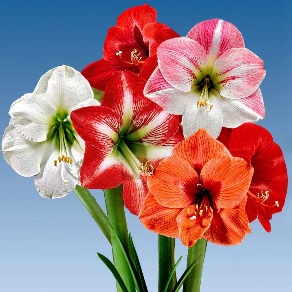 WhatsAppImage2024-01-31at22.42.02_acce5f61-b649-4f11-949a-d02fe82bd364 - Fitza Florilor