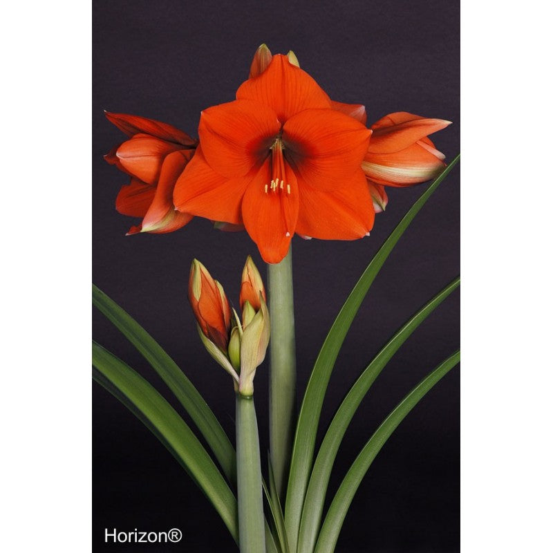 Bulbi de Amaryllis "Horizon", 1 Bucata