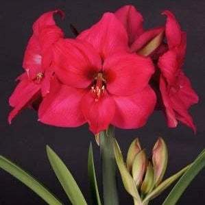 WhatsAppImage2024-01-31at22.42.03_2_15437abb-bc18-4ed0-b777-d84044eef1a8 - Fitza Florilor