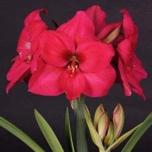 WhatsAppImage2024-01-31at22.42.03_2_7a998f8b-0c11-4f8e-9b10-4669dceba61a - Fitza Florilor