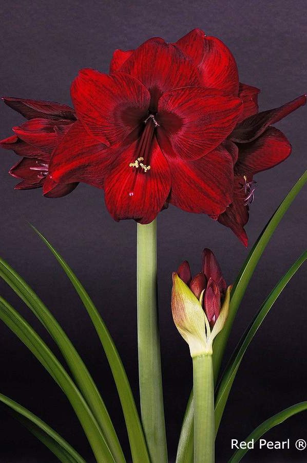 Bulbi de Amaryllis "Read Pearl", 1 Bucata