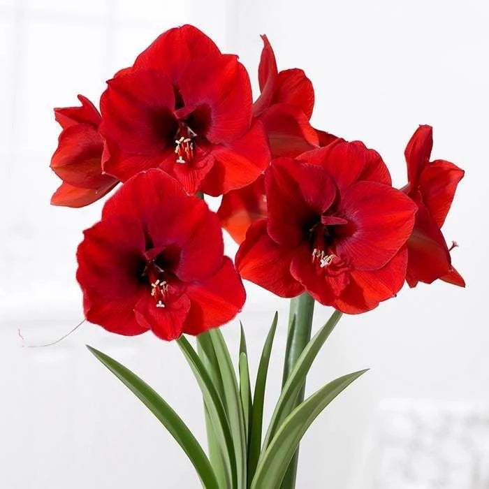 WhatsAppImage2024-01-31at22.42.03_48c89ec9-94e8-4899-b76f-9316b217d875 - Fitza Florilor