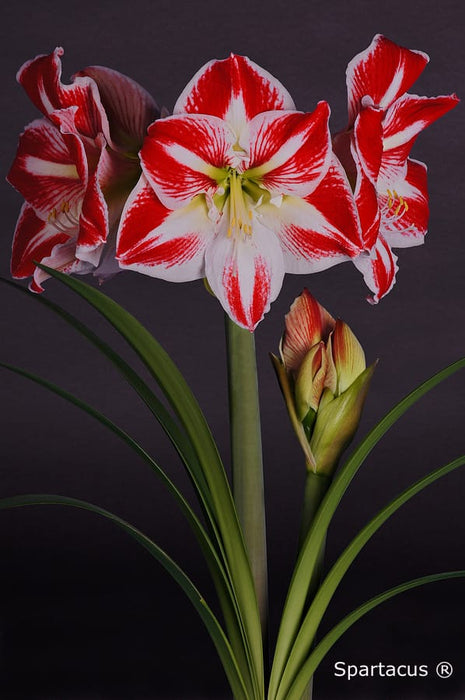 Bulbi de flori Amaryllis Spartacus - 1 bucata / pachet