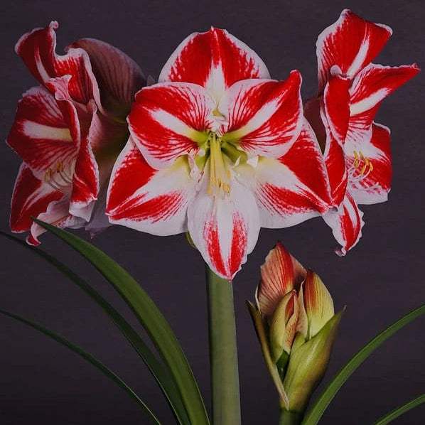 WhatsAppImage2024-01-31at22.42.03_4_5d334f73-94d5-4445-a1c4-79c511456530 - Fitza Florilor