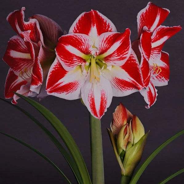 WhatsAppImage2024-01-31at22.42.03_4_616f83e0-f771-42a8-8ff0-7d197144e37b - Fitza Florilor