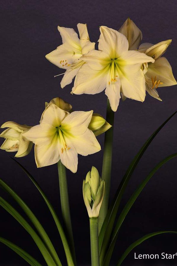 Bulbi de Amaryllis "Lemon Star", 1 Bucata