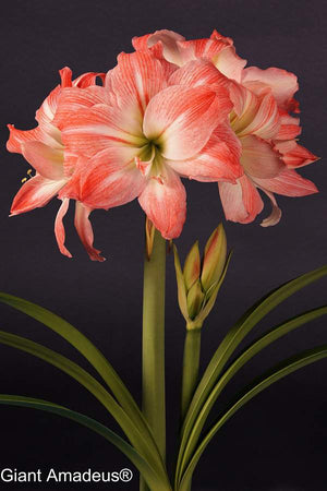 Bulbi de Amaryllis "Giant Amadeus", 1 Bucata