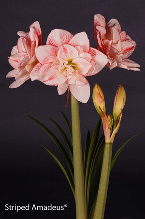 Bulbi de Amaryllis "Striped Amadeus", 1 Bucata